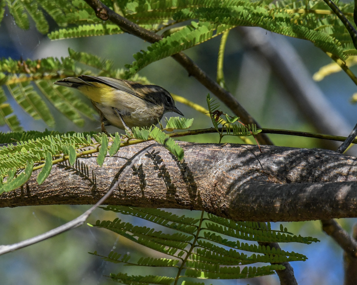Palm Warbler - ML646456293
