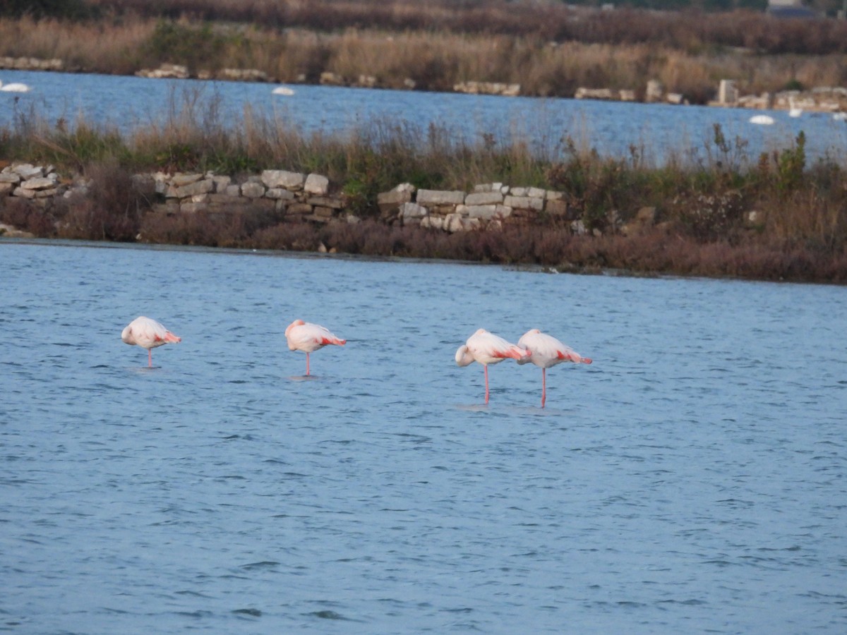 Greater Flamingo - ML646456294