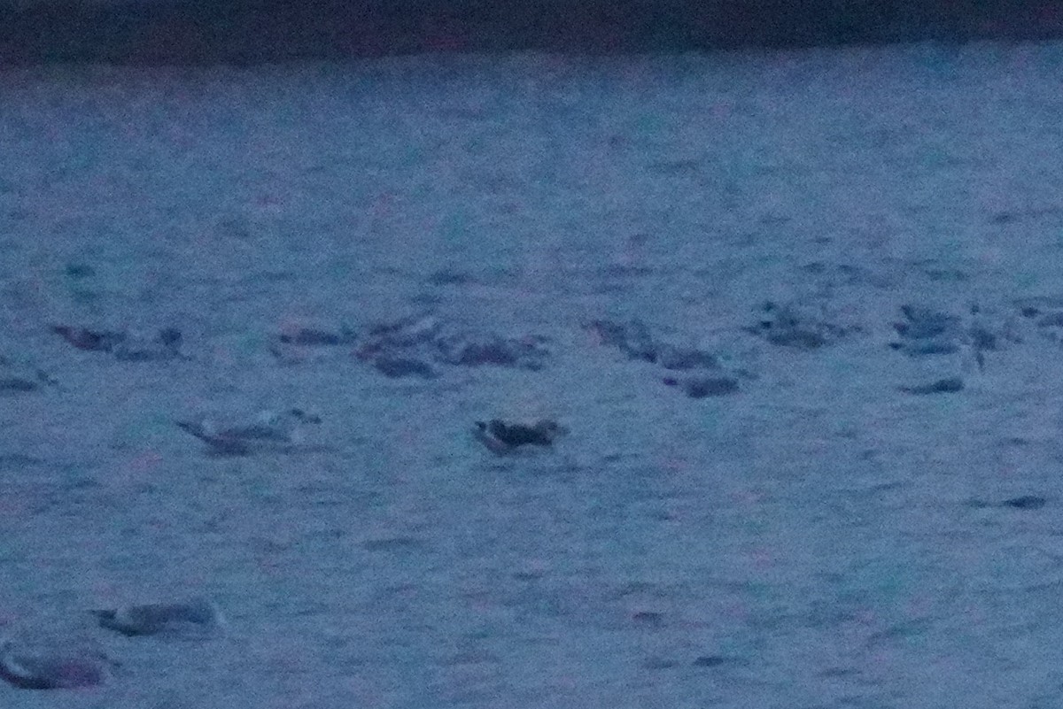 Клуша - ML646456295