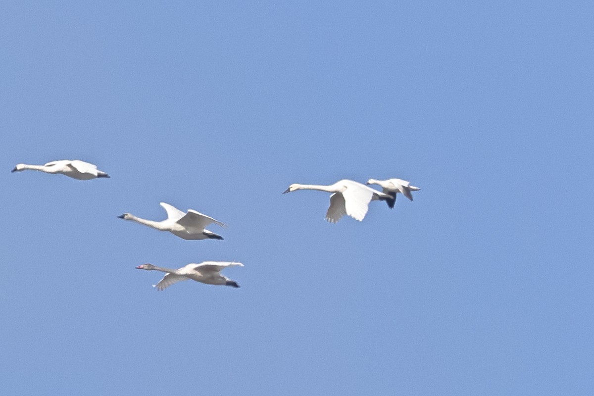 Snow Goose - ML646456296