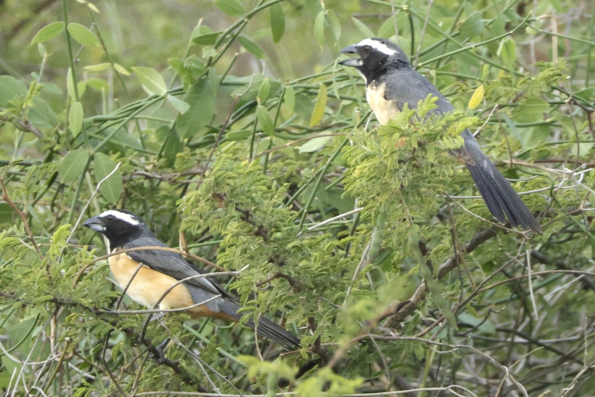 Orinocan Saltator - ML646456297