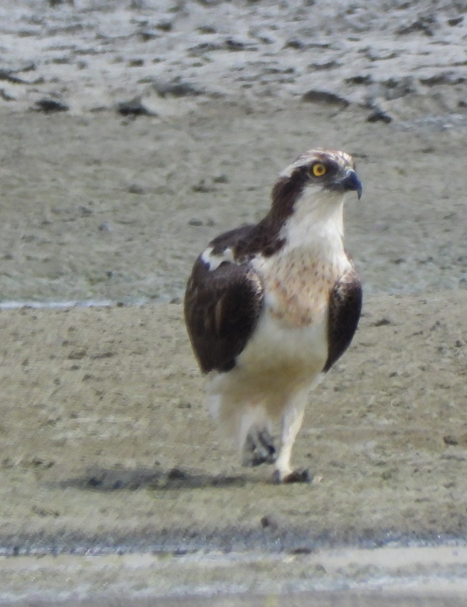 Osprey - ML646456298