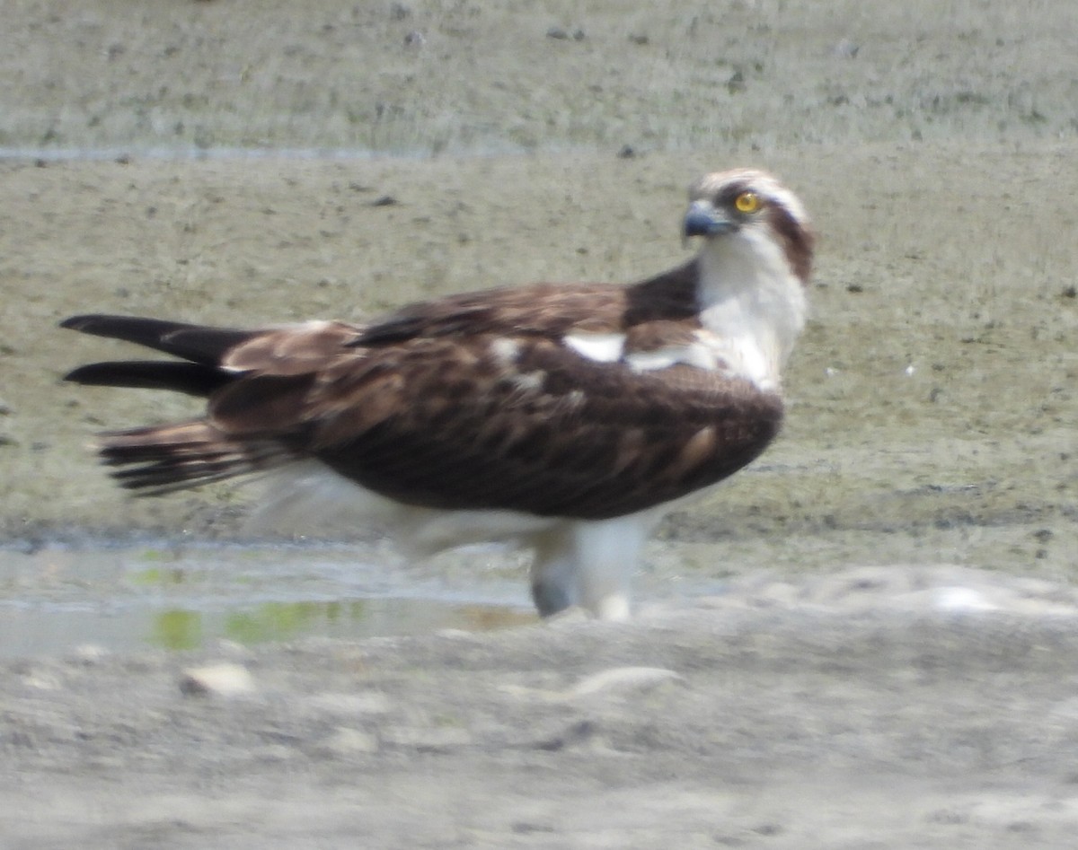 Osprey - ML646456299