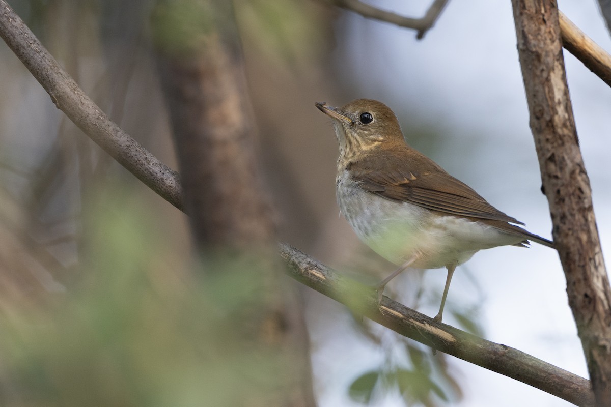 viriskogtrost - ML646456303