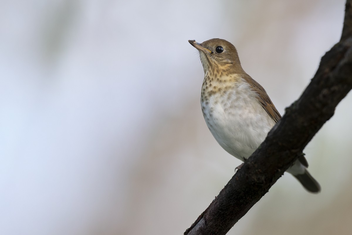 viriskogtrost - ML646456304