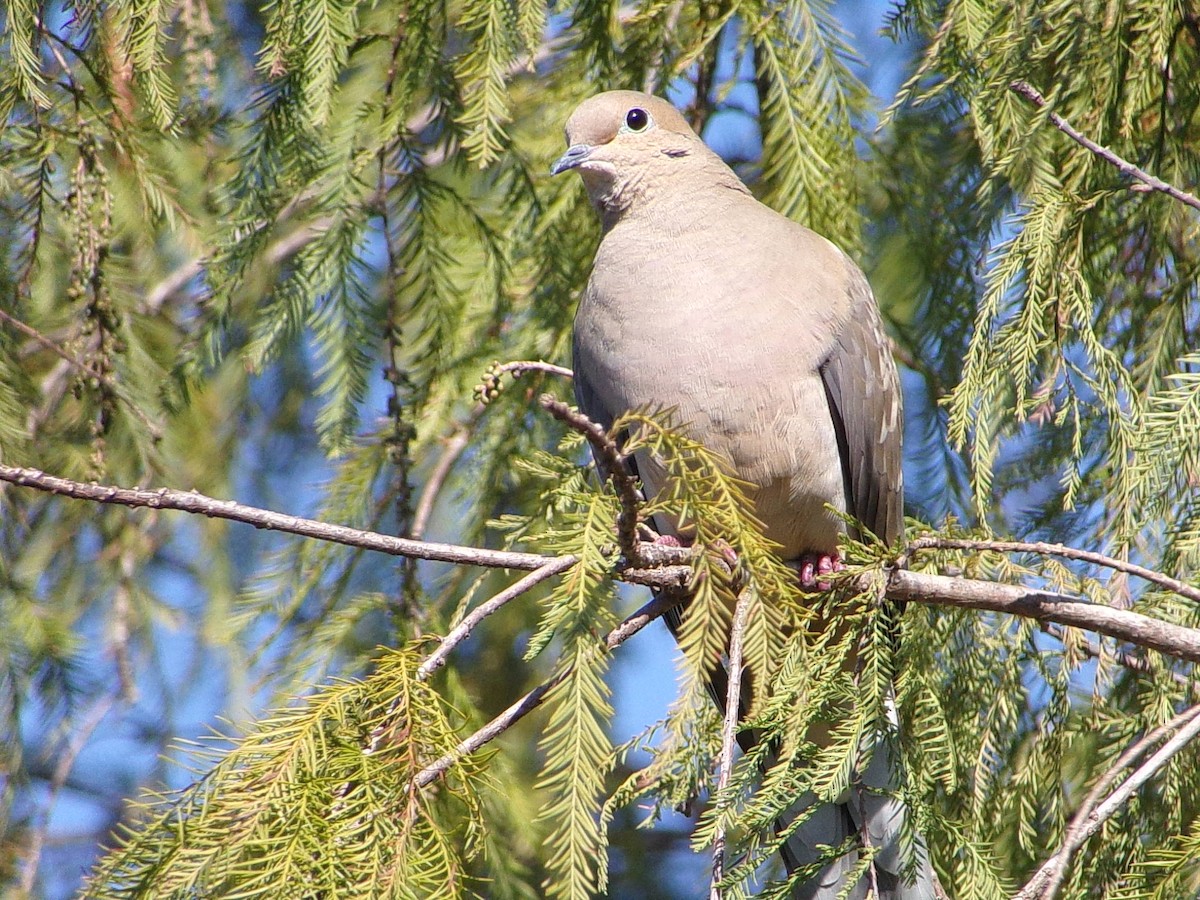 hrdlička karolínská - ML646456305