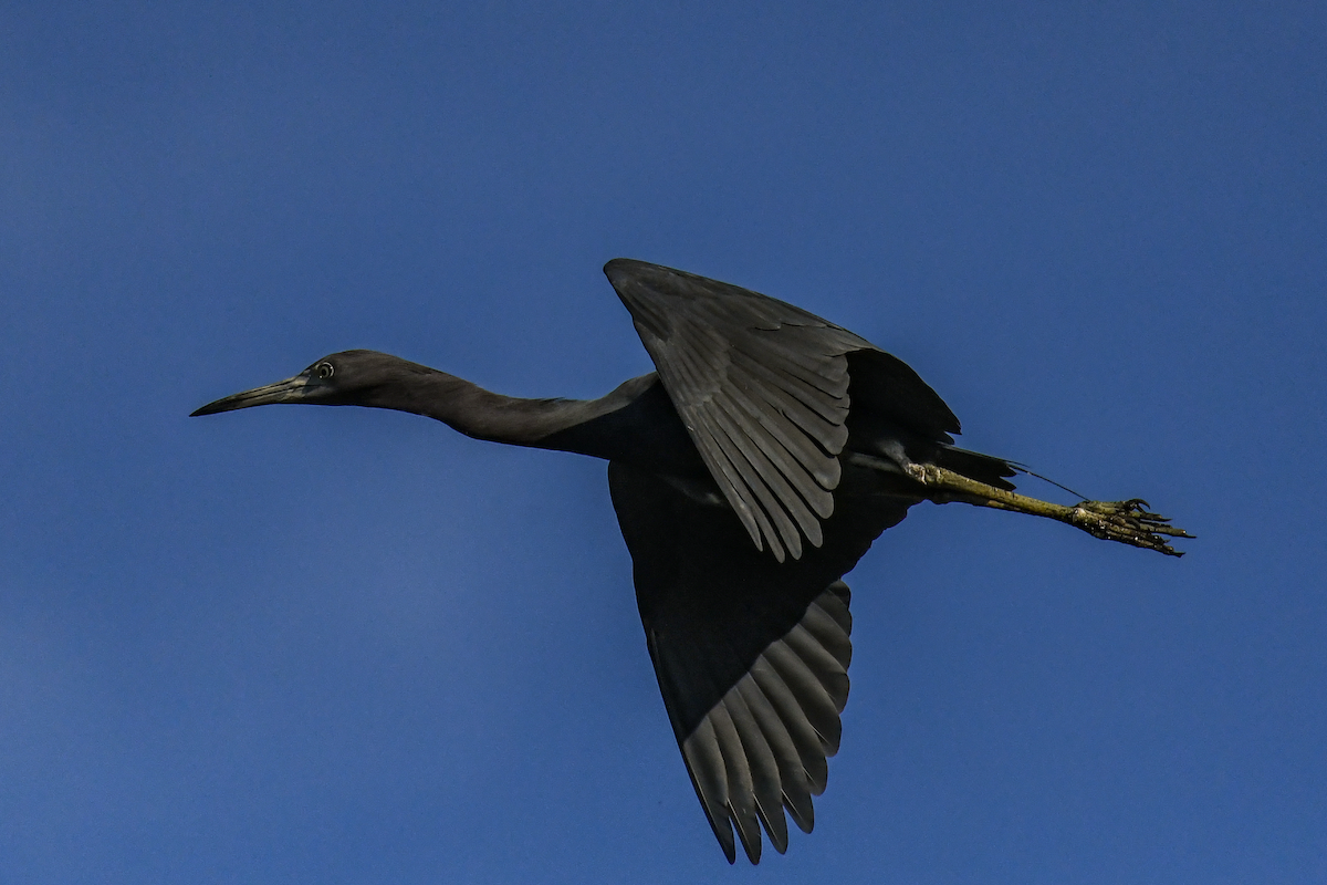 Little Blue Heron - ML646456306