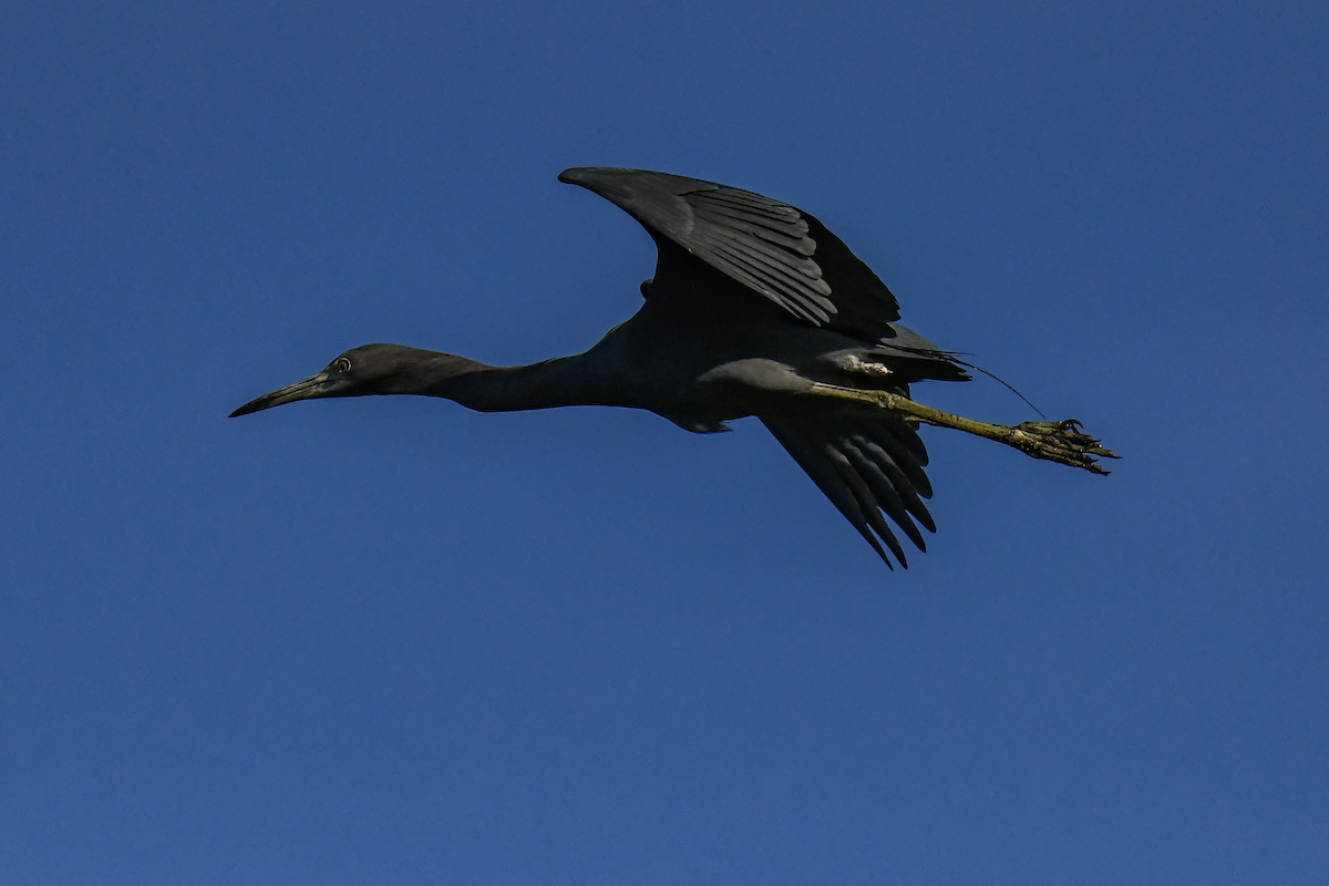 Little Blue Heron - ML646456307