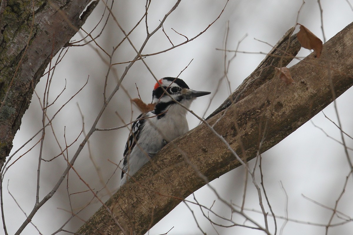Hairy Woodpecker - ML646456313