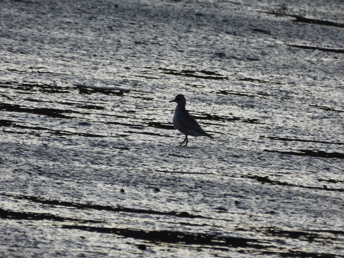 Black-bellied Plover - ML646456315