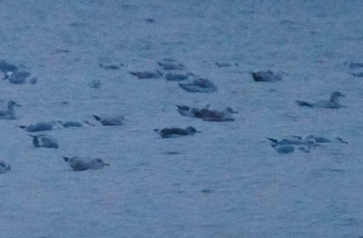 Клуша - ML646456327