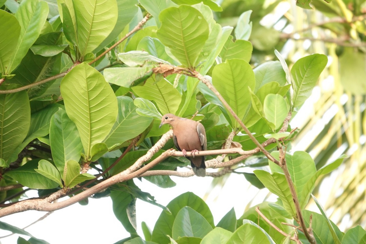 Zenaida Dove - ML646456340