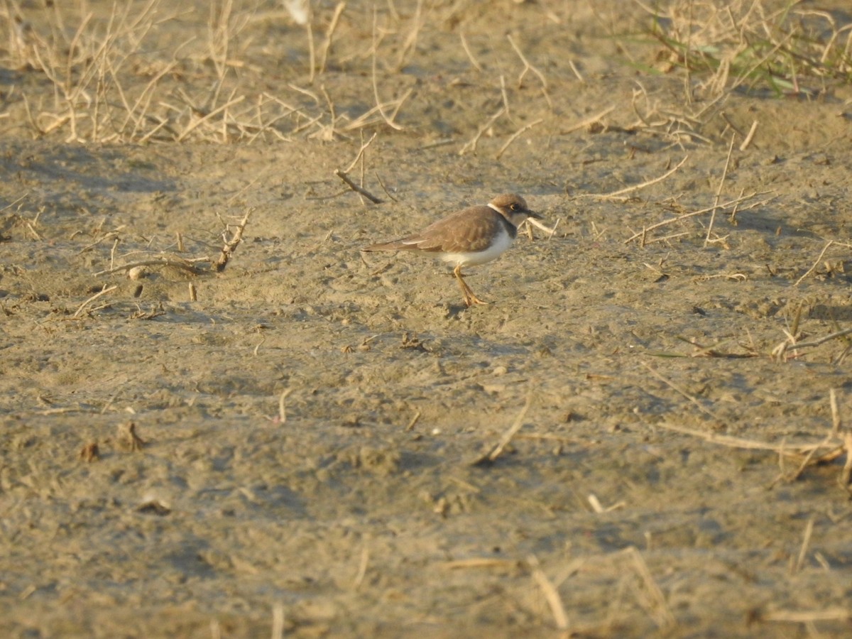 Little Ringed Plover - ML646456344