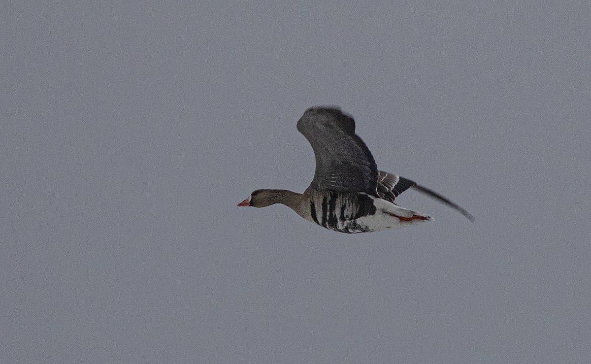 Greater White-fronted Goose - ML646456349