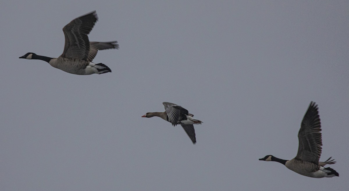 Greater White-fronted Goose - ML646456350