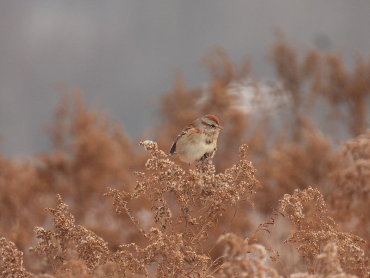 Пасовник північний - ML646456353
