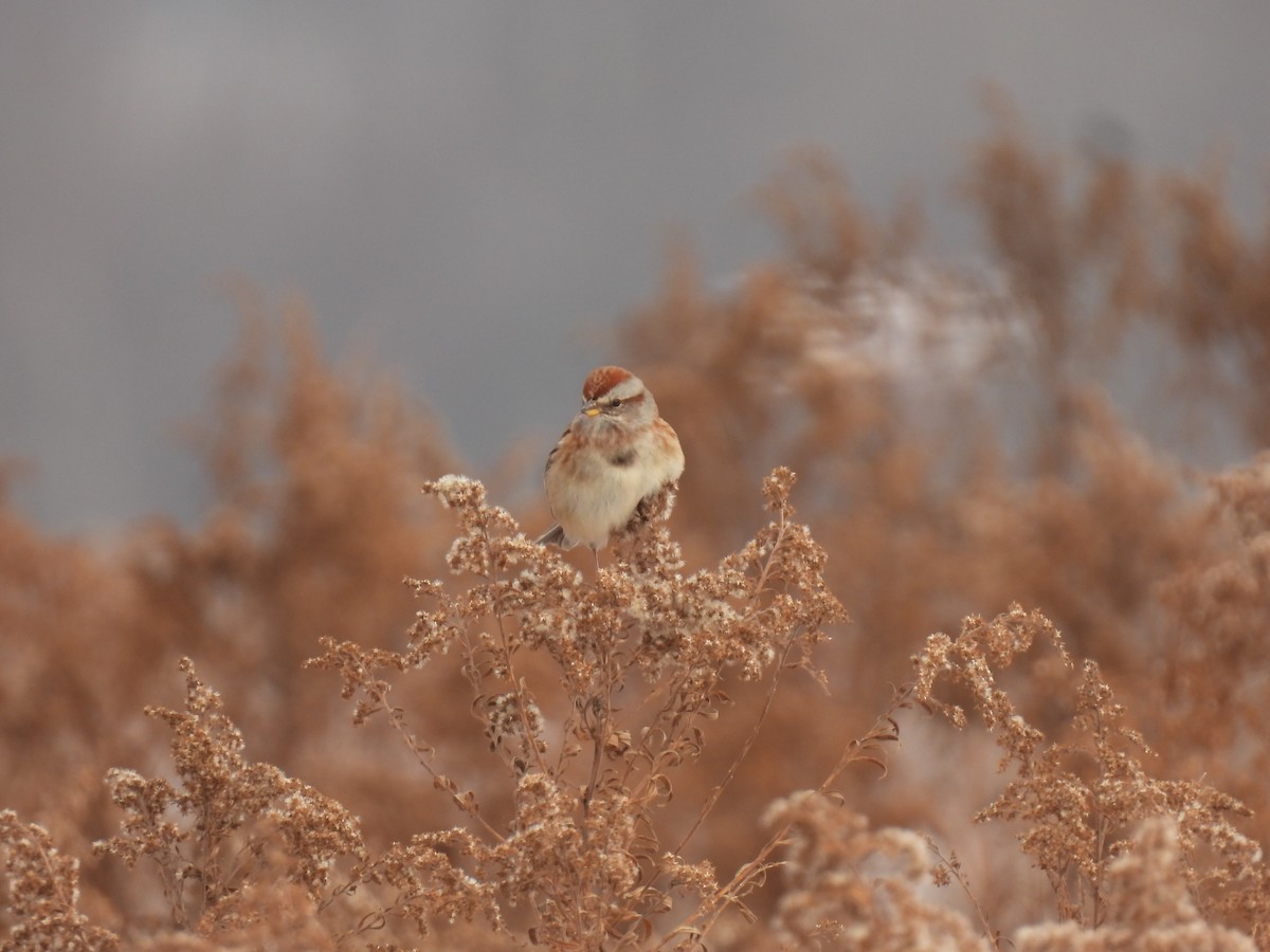 Пасовник північний - ML646456354