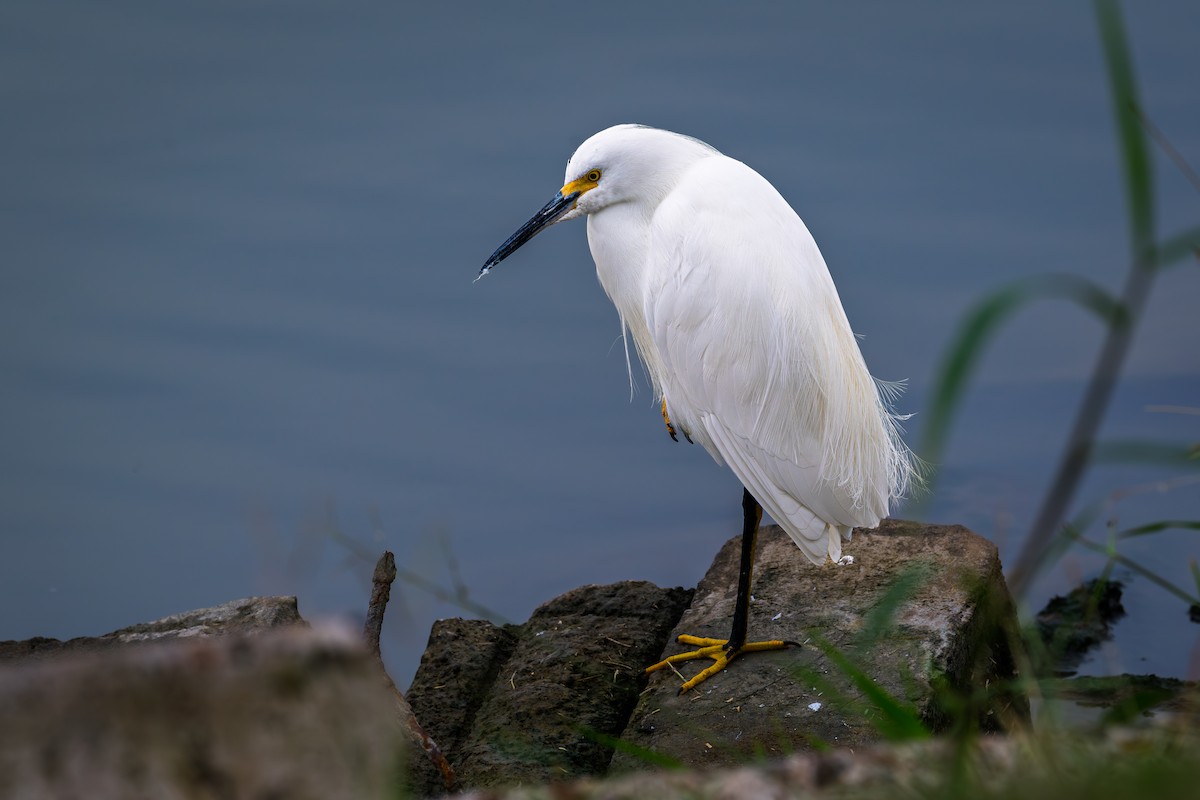 volavka bělostná - ML646456355