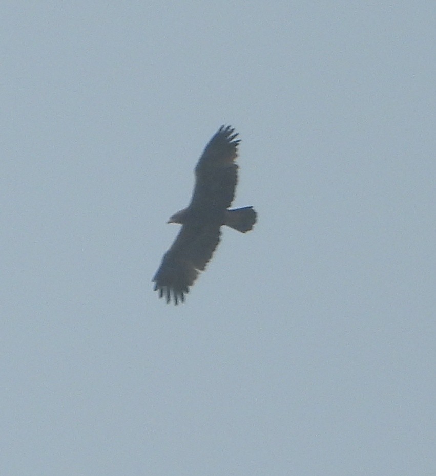 Indian Spotted Eagle - ML646456358