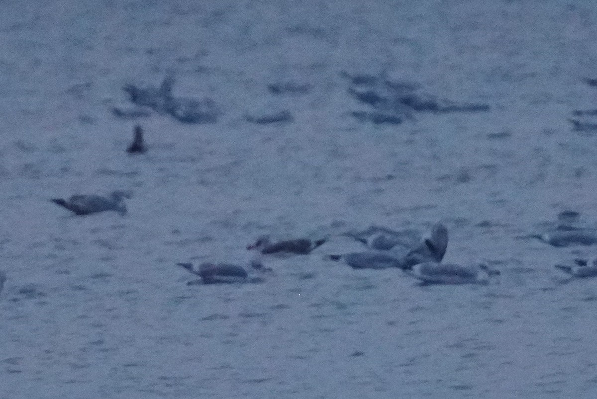 Клуша - ML646456363