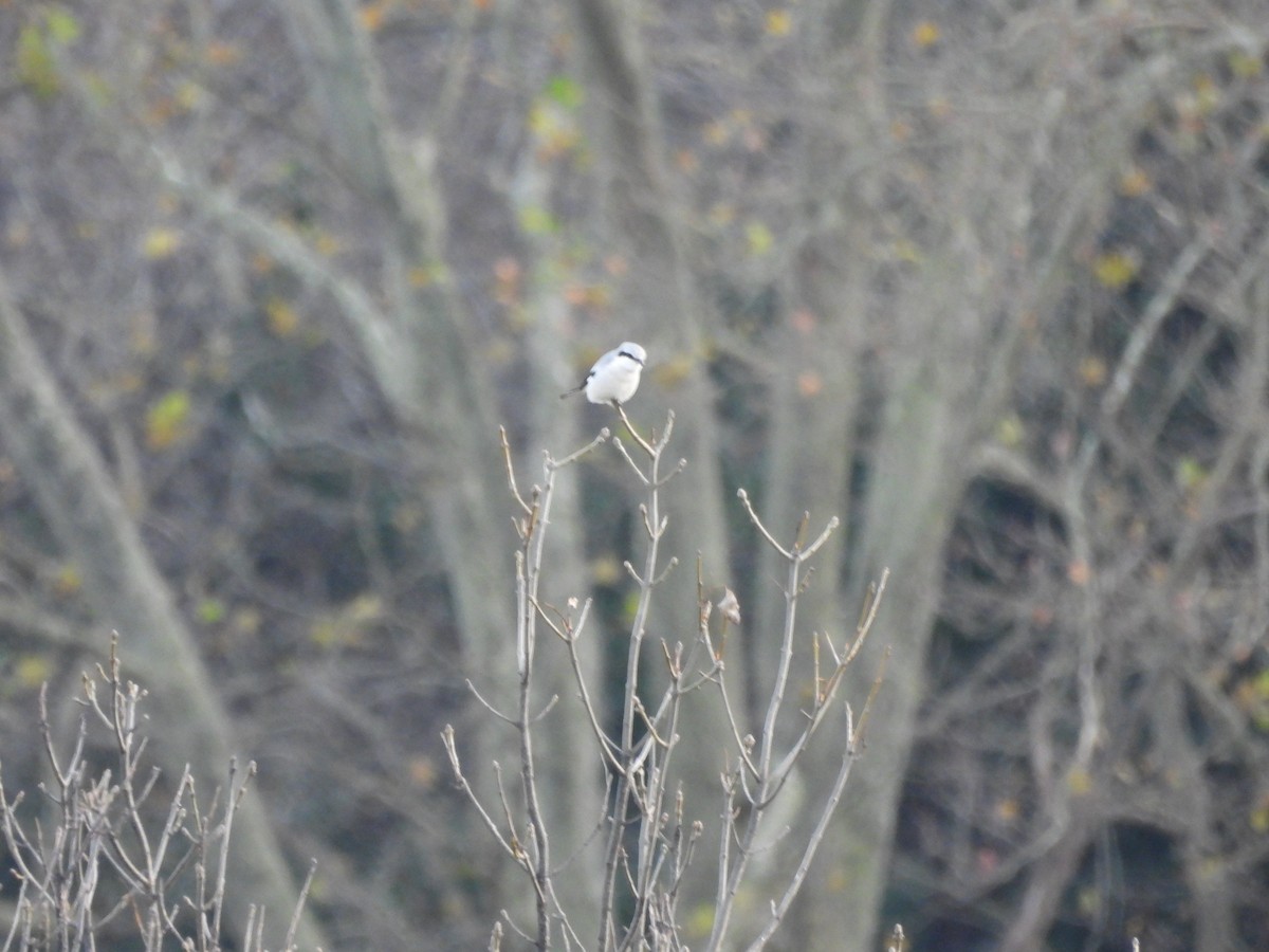 Great Gray Shrike - ML646456371