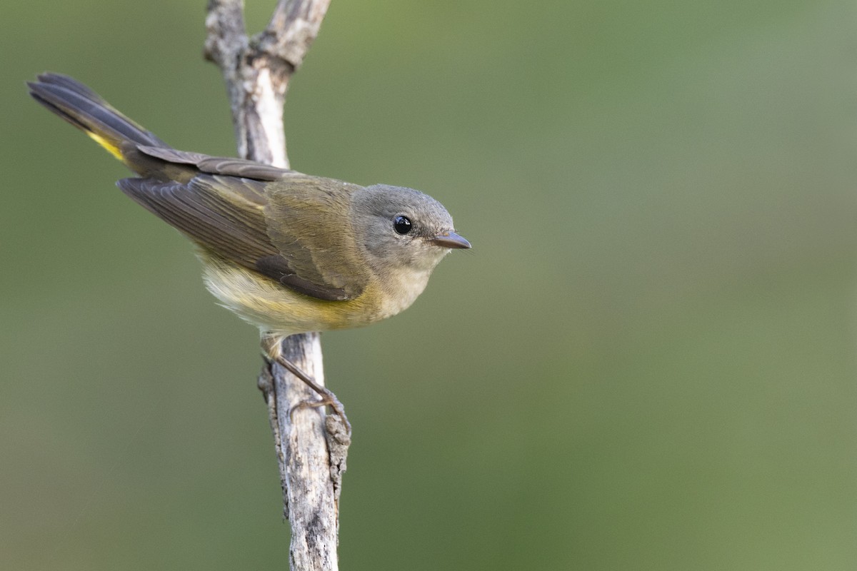 American Redstart - ML646456374
