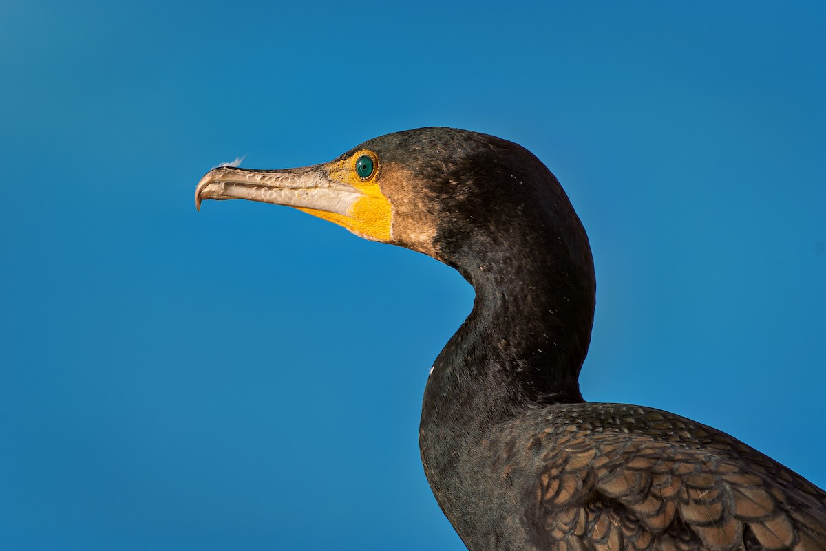 Great Cormorant - ML646456375