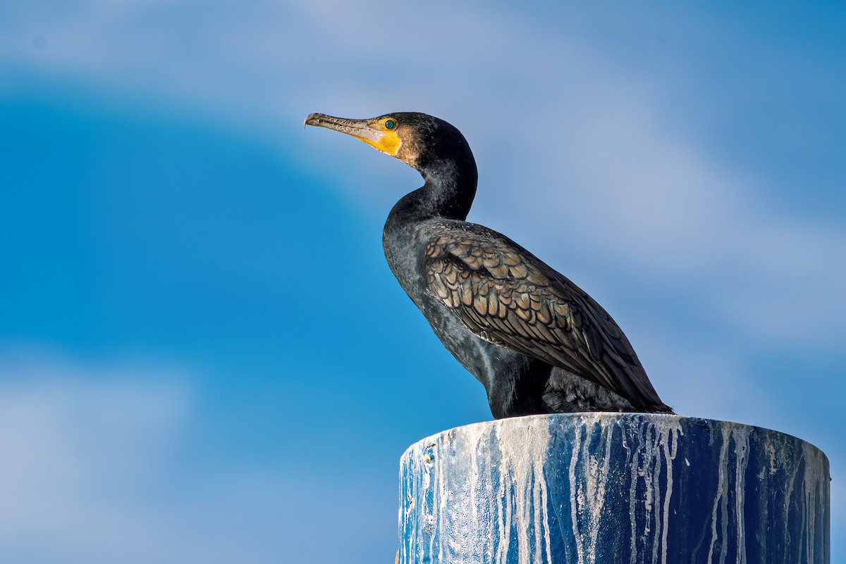 Great Cormorant - ML646456376
