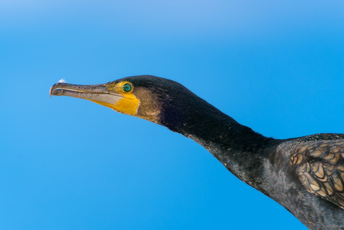 Great Cormorant - ML646456377