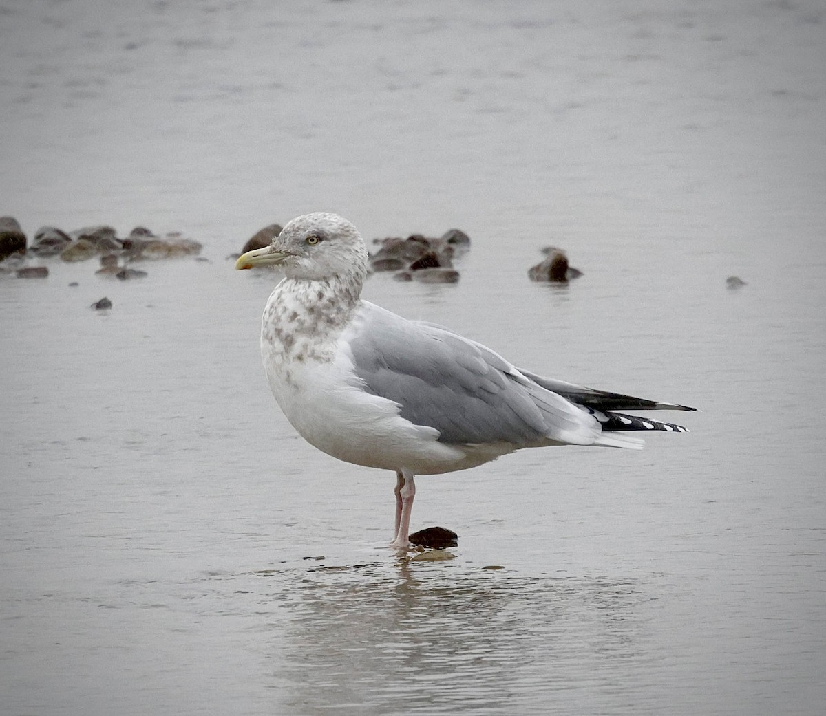 American Herring Gull - ML646456379