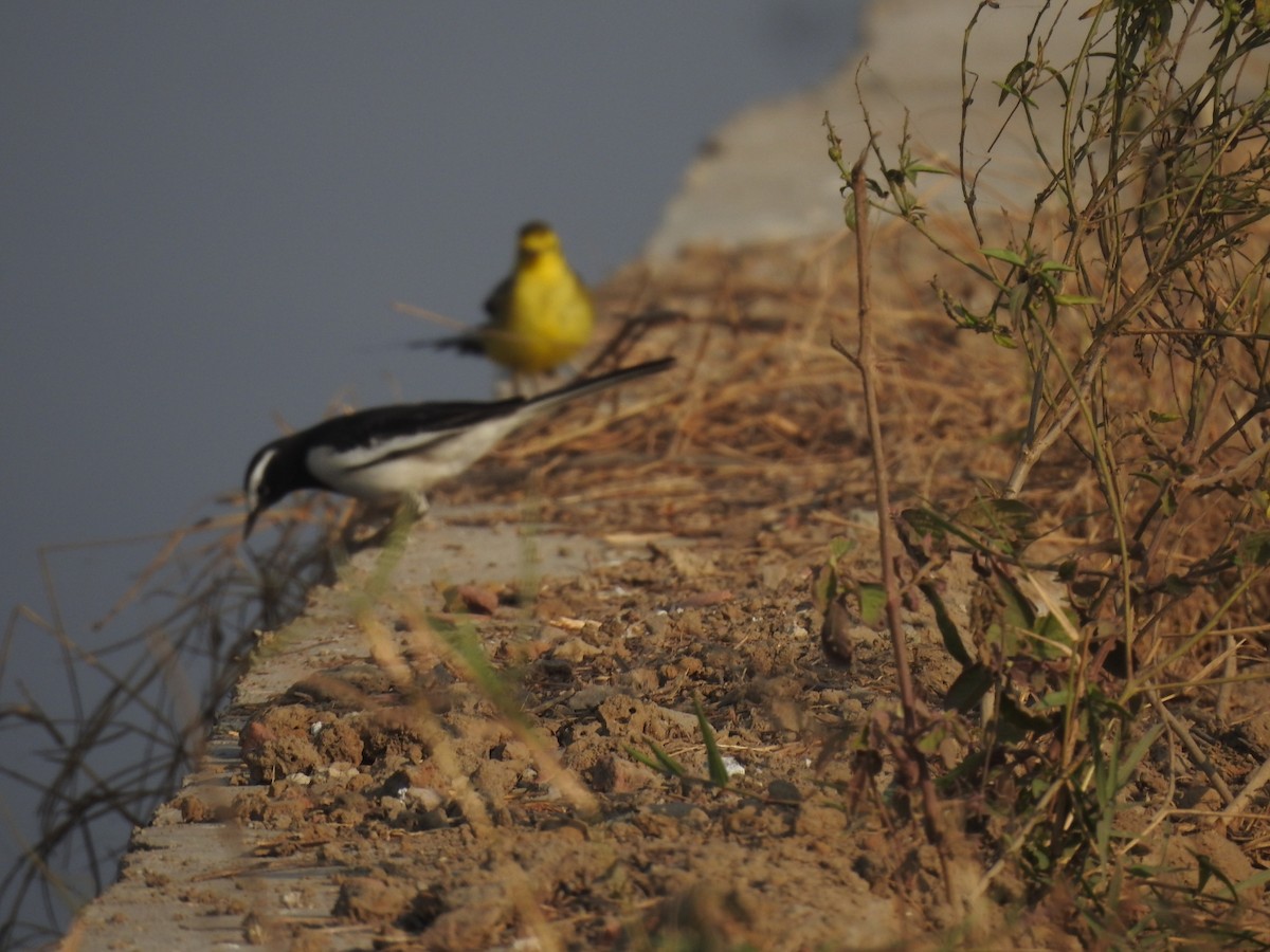 konipas indický - ML646456383