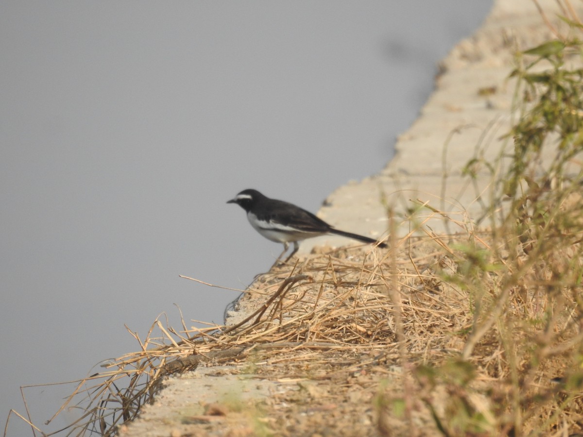 konipas indický - ML646456384