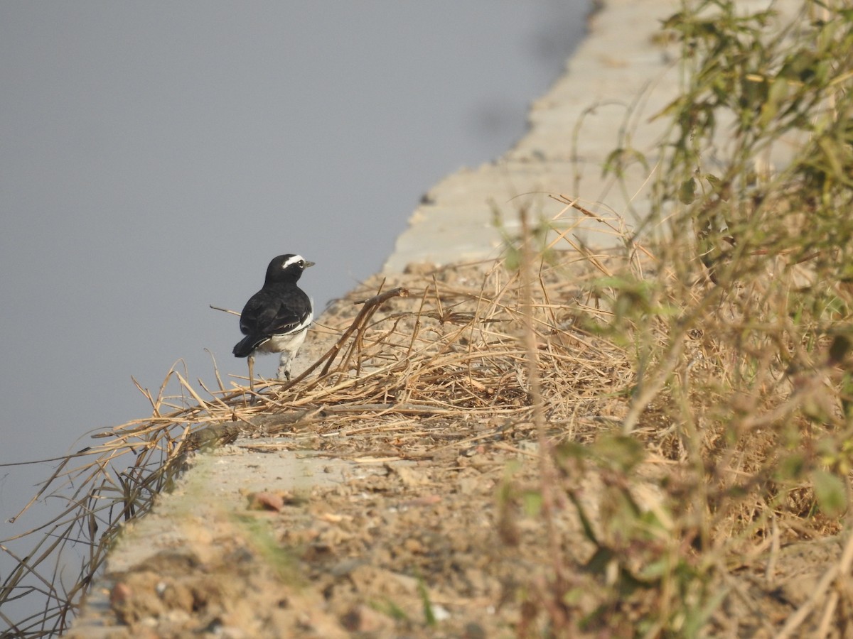 konipas indický - ML646456385