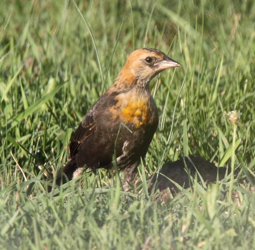 Yellow-headed Blackbird - ML646456386