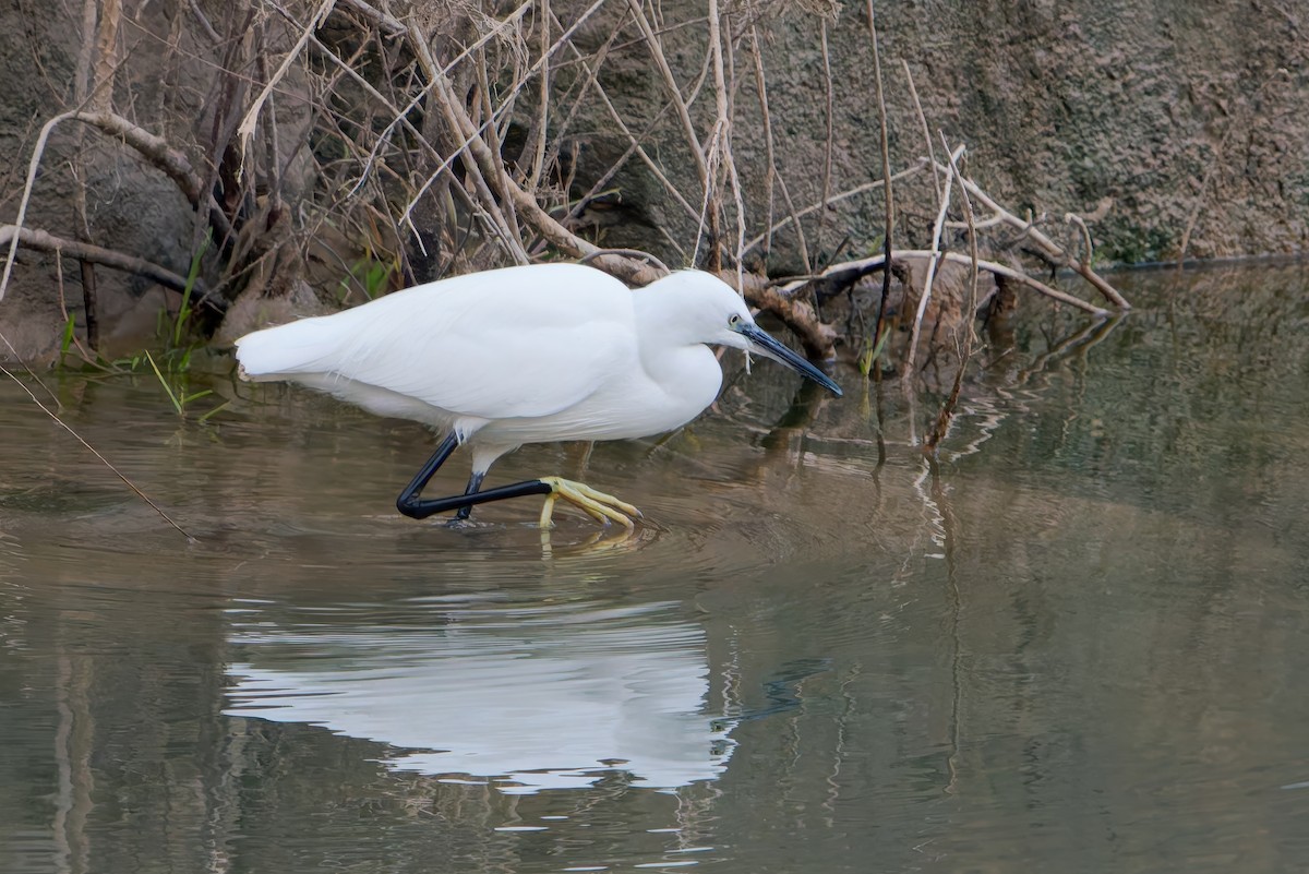 Little Egret - ML646456393