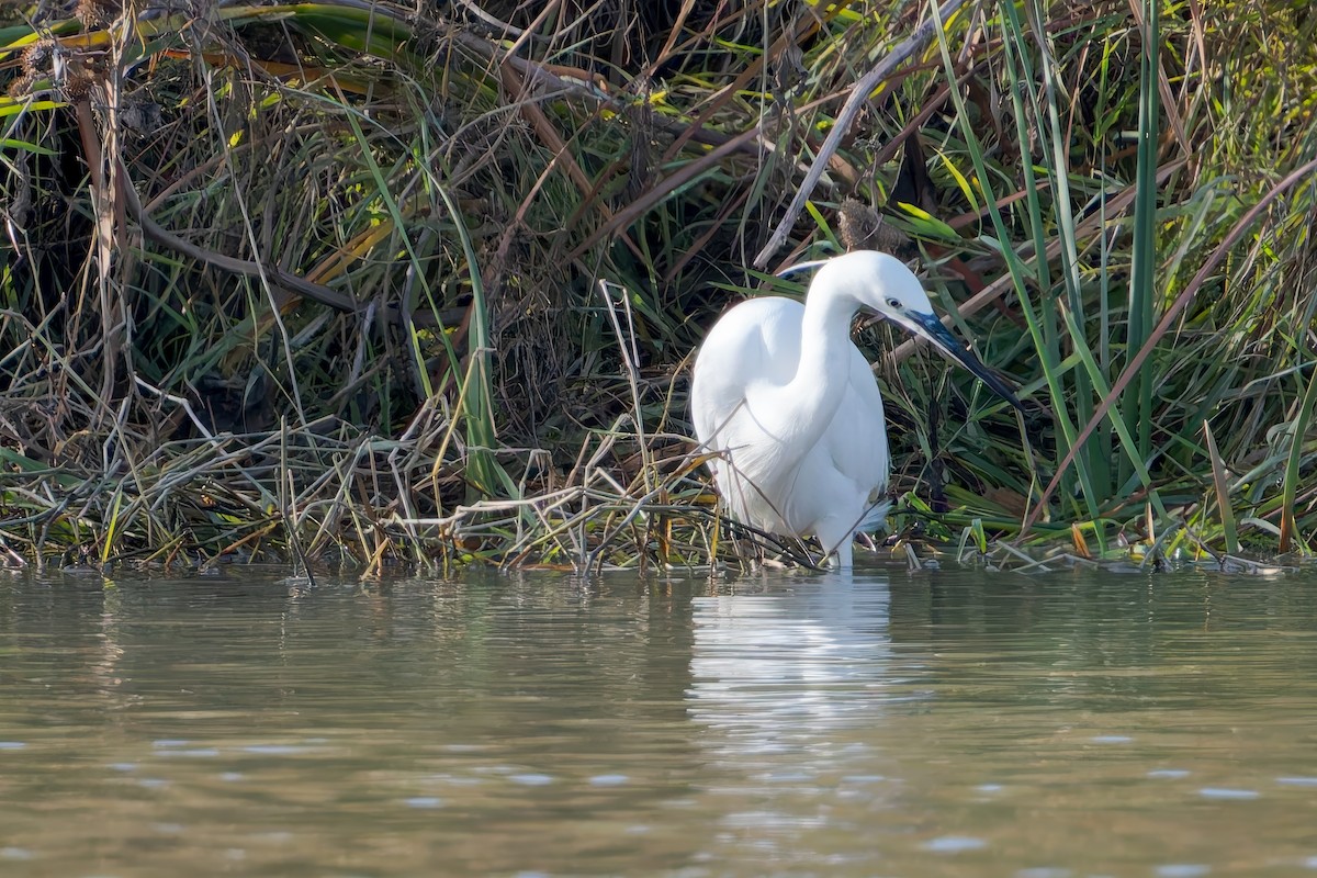 Little Egret - ML646456395