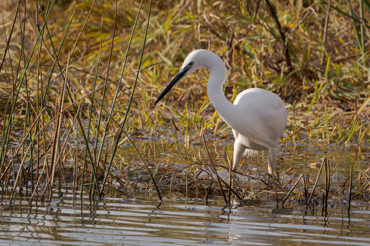 Little Egret - ML646456397