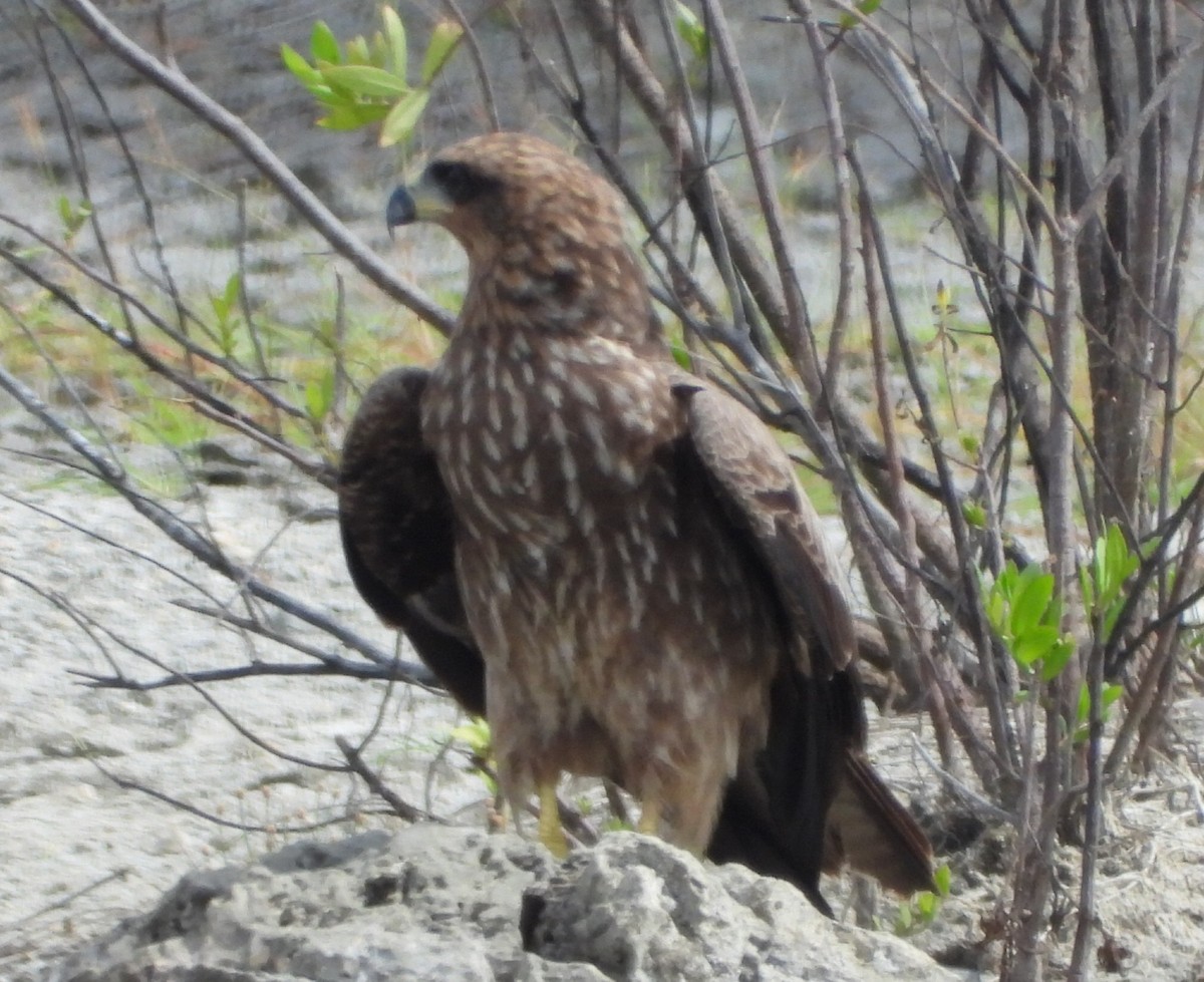 Black Kite - ML646456403
