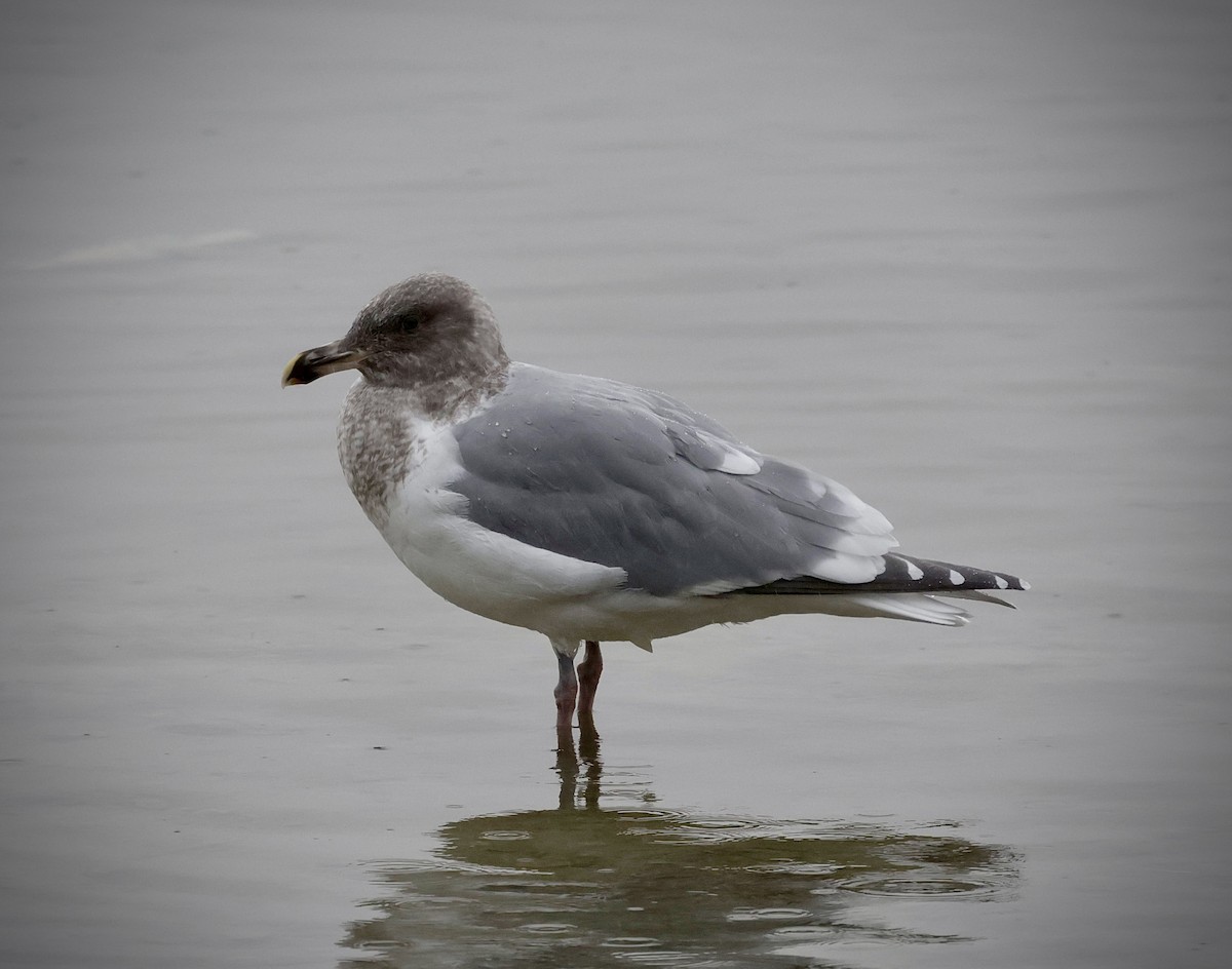 Western x Glaucous-winged Gull (hybrid) - ML646456406