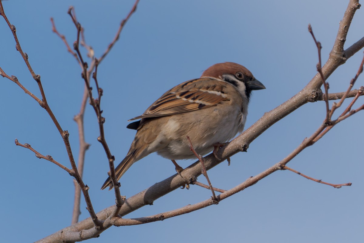 Eurasian Tree Sparrow - ML646456415