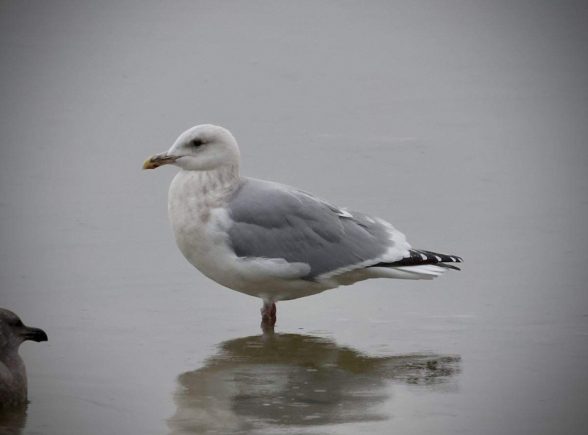 Iceland Gull (Thayer's) - ML646456419