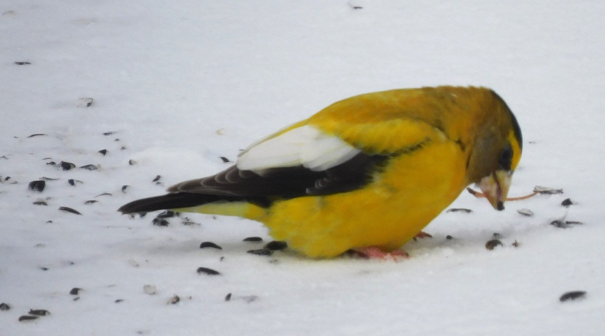 Evening Grosbeak - ML646456429