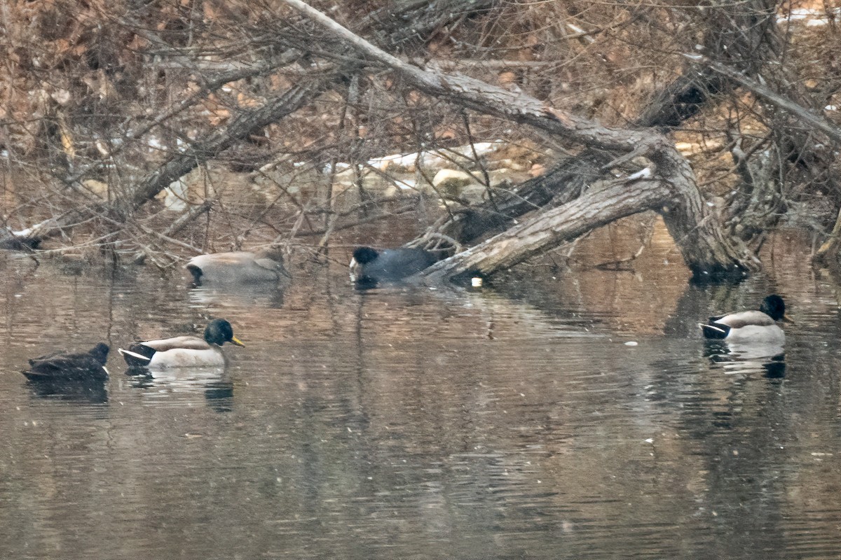 American Coot - ML646456430