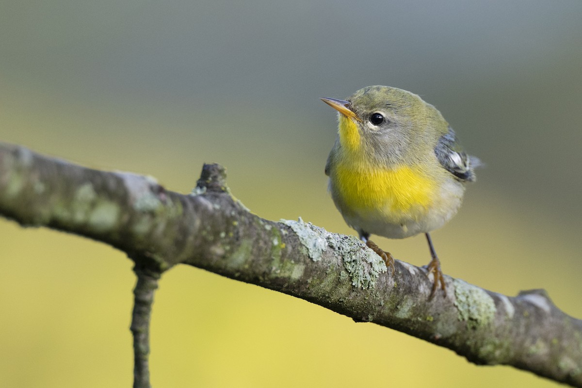 Northern Parula - ML646456446