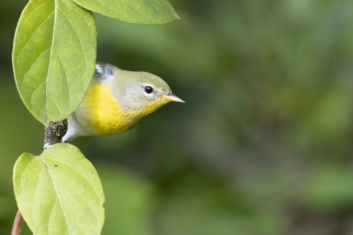 Northern Parula - ML646456447