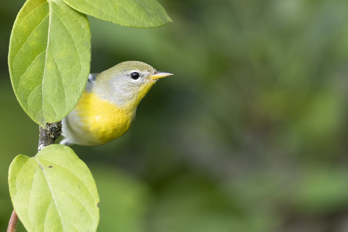 Northern Parula - ML646456448