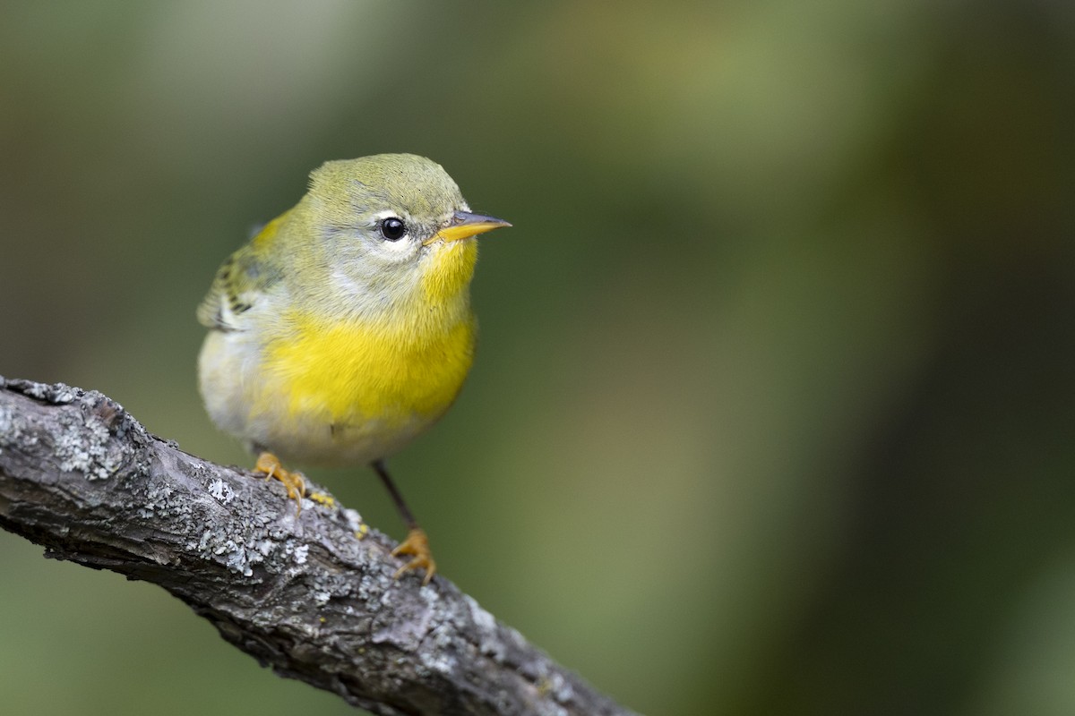 Northern Parula - ML646456449