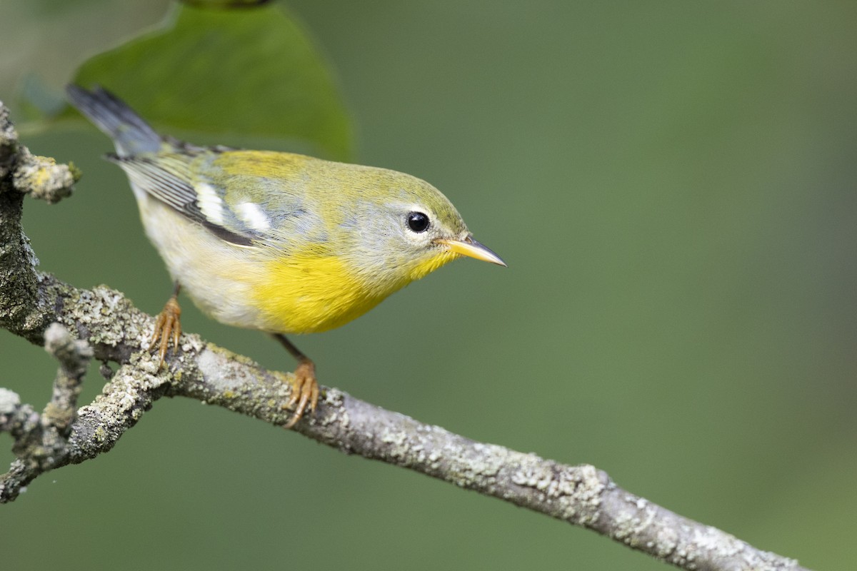 Northern Parula - ML646456450