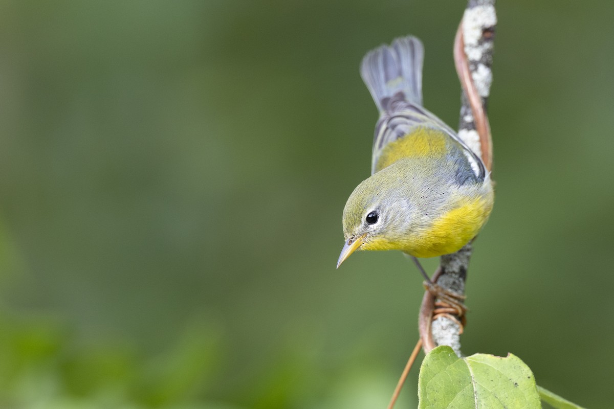 Northern Parula - ML646456451