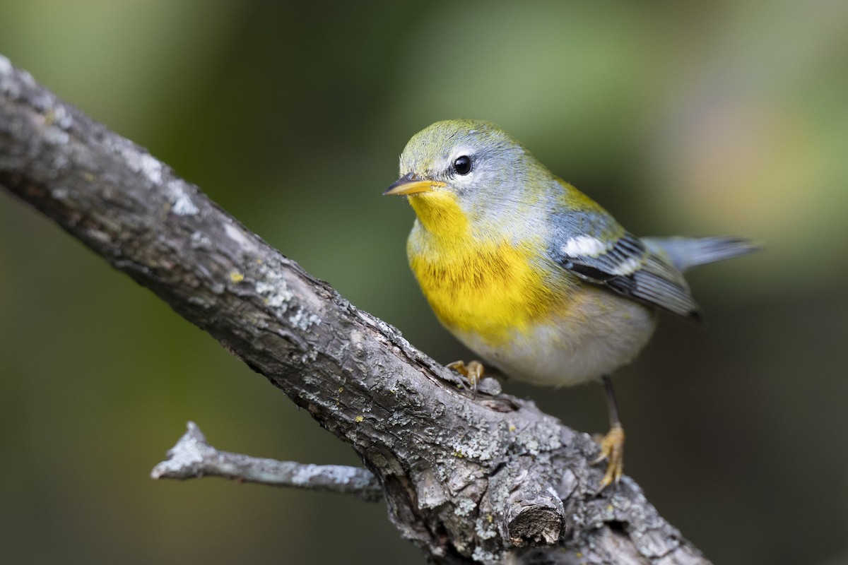Northern Parula - ML646456452